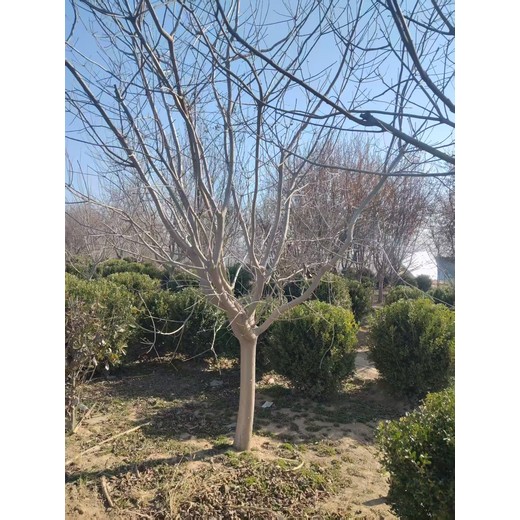 山東棗莊市中區(qū)黃櫨基地批發(fā)全國配送