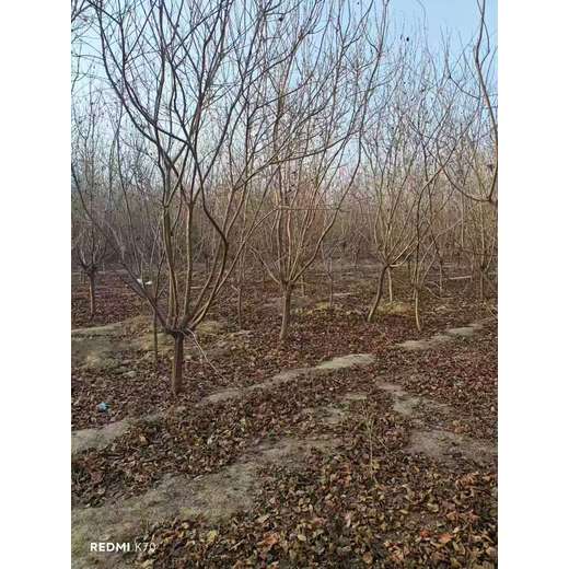 山東槐蔭區(qū)黃櫨生產(chǎn)基地全國(guó)配送