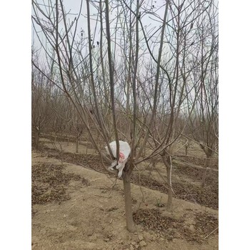 山東平邑黃櫨培育基地