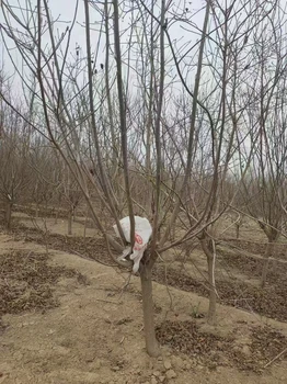 山東煙臺黃櫨樹基地全國配送