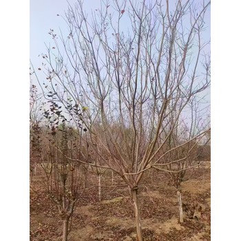 山東齊河黃櫨苗木基地全國配送