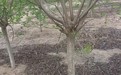 山東青島四方區黃櫨苗木基地全國配送