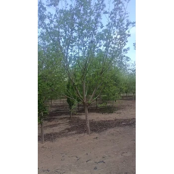 山東淄博臨淄區(qū)黃櫨苗木基地全國配送