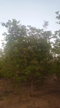 山東濱州陽信黃櫨樹基地批發(fā)全國配送