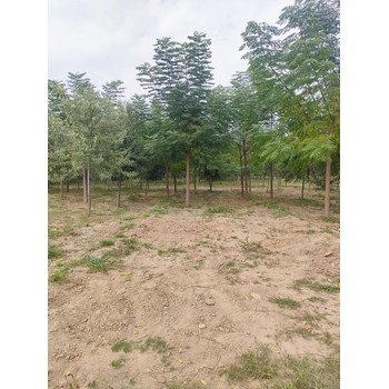 山東德州武城苦楝樹(shù)種植基地苦楝樹(shù)苗基地