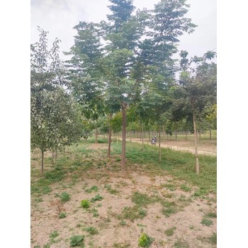 山東德州夏津苦楝培育基地全國配送