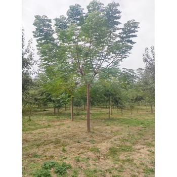 山東德州武城苦楝樹(shù)種植基地苦楝樹(shù)苗基地