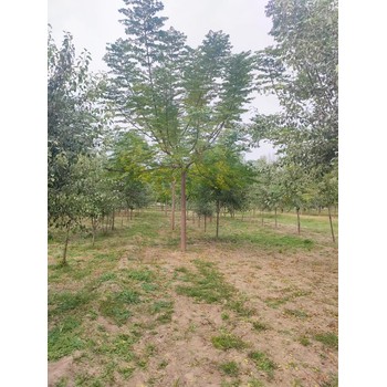 山東臺(tái)兒莊區(qū)苦楝樹培育基地全國配送