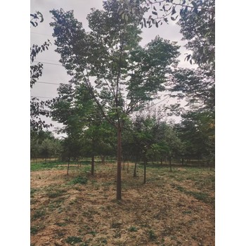 山東煙臺高新區(qū)苦楝子樹苗圃基地全國配送