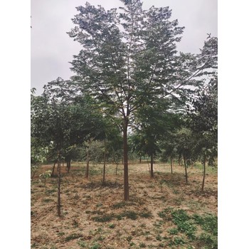 山東海陽苦楝子樹苗圃基地全國配送