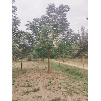 山東沂水苦楝子樹培育基地供應(yīng)