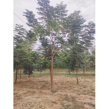 山東海陽苦楝子樹苗圃基地全國配送