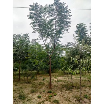 山東寧津苦楝樹種植基地苦楝樹苗基地