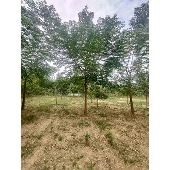 山東德州夏津苦楝培育基地全國配送