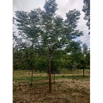 山東臨沂費(fèi)縣苦楝樹種植基地全國(guó)配送