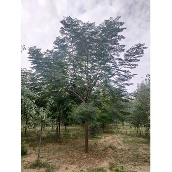 山東德州夏津苦楝培育基地全國配送
