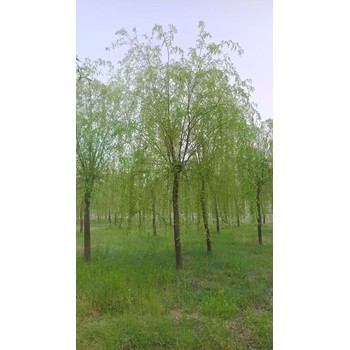 山東臨淄區(qū)青皮垂柳基地柳樹苗基地