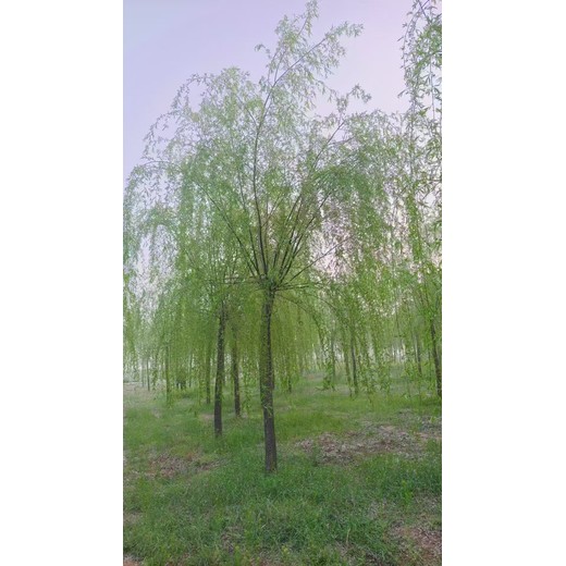 山東濟(jì)寧汶上垂柳基地山東哪里有垂柳基地