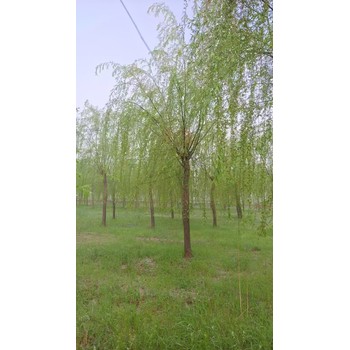 山東臨沂沂水垂柳苗圃基地柳樹苗基地