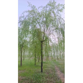 山東牟平區(qū)垂柳苗木基地