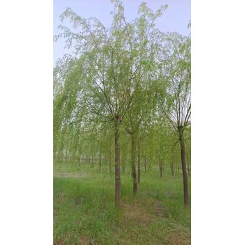 山東沂水垂柳苗圃基地