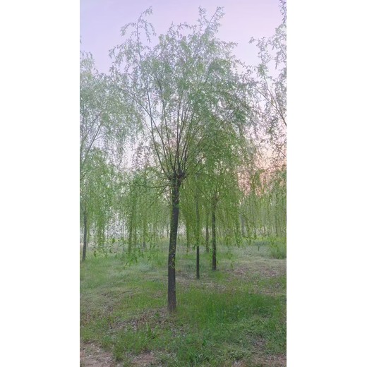 山東沾化區(qū)柳樹(shù)苗批發(fā)基地柳樹(shù)苗批發(fā)