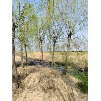 山東臺兒莊區(qū)垂柳苗圃基地