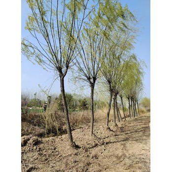 山東臨沂蒙陰青皮垂柳基地柳樹苗基地