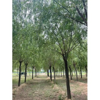 山東濟(jì)南章丘垂柳苗木基地
