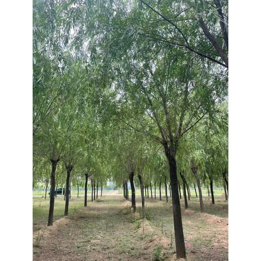 山東德州齊河垂柳苗圃基地