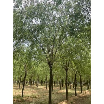 山東濟寧曲阜青垂柳基地