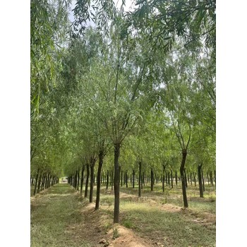山東淄博博山區(qū)垂柳苗木基地