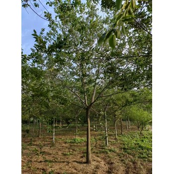 河北承德鷹手營子礦區(qū)叢生樸樹基地批發(fā)叢生樸樹基地