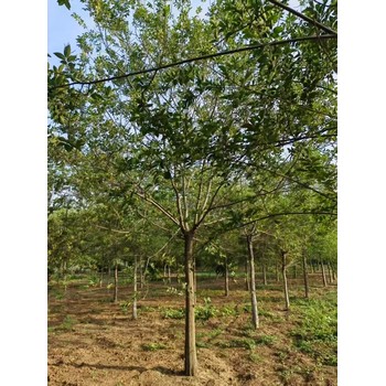 河北石家莊正定叢生樸樹種植基地樸樹基地
