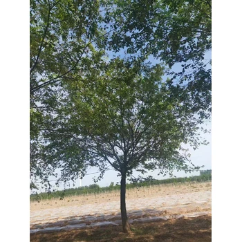 河北石家莊橋東區(qū)叢生樸樹基地批發(fā)叢生樸樹基地