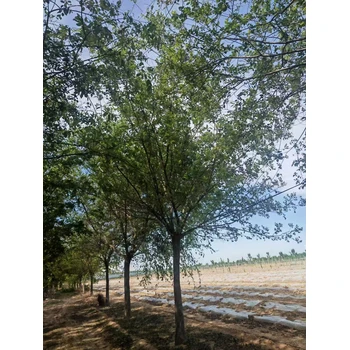 河北石家莊橋東區(qū)叢生樸樹基地批發(fā)叢生樸樹基地