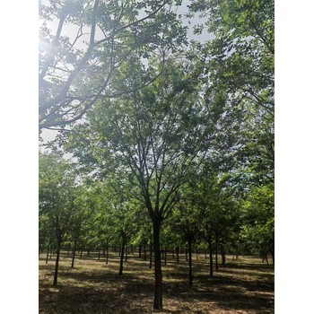 河北承德鷹手營子礦區(qū)叢生樸樹基地批發(fā)叢生樸樹基地