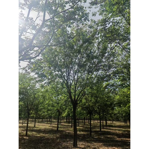 山東蘭山區(qū)樸樹基地批發(fā)樸樹基地