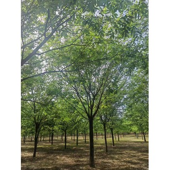 河北保定易縣叢生樸樹種植基地樸樹基地