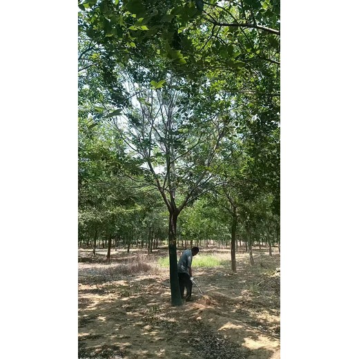 河北邯鄲武安樸樹苗圃基地樸樹基地