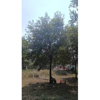 河北承德平泉叢生樸樹種植基地樸樹基地
