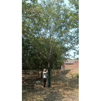 河北赤城叢生樸樹苗木基地叢生樸樹基地
