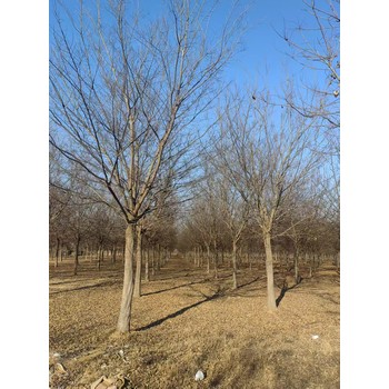 河北廊坊安次區(qū)叢生樸樹種植基地樸樹基地