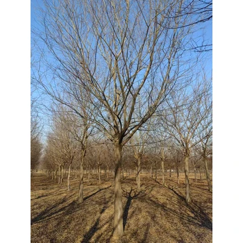 河北石家莊橋東區(qū)叢生樸樹基地批發(fā)叢生樸樹基地