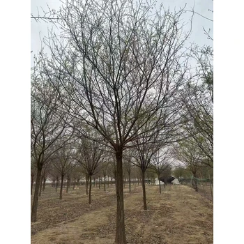 河北石家莊橋東區(qū)叢生樸樹基地批發(fā)叢生樸樹基地