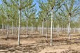 山東即墨法桐基地批發(fā)二喬法桐基地廠家