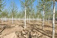 山東膠州法桐基地電話