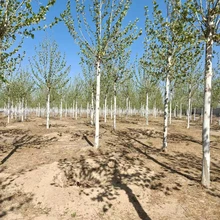 山西運(yùn)城聞喜法桐基地批發(fā)圖片