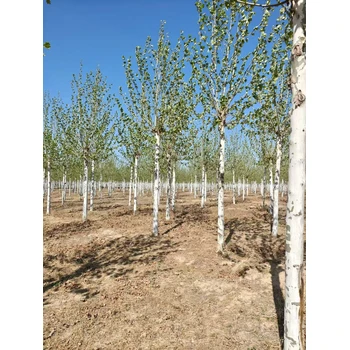 山東滕州法桐基地在哪里