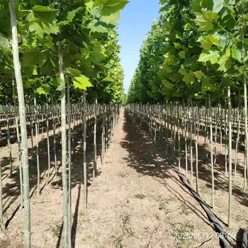 山西晉城陽(yáng)城法桐基地在哪里